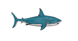 How to draw a shark