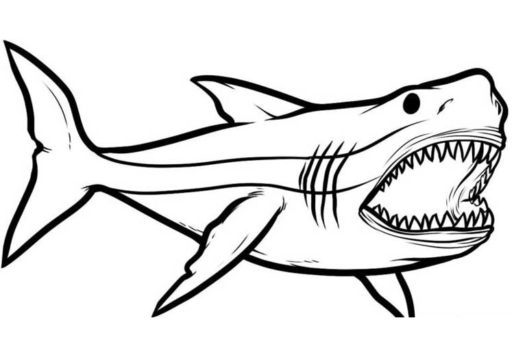 How to draw megalodon