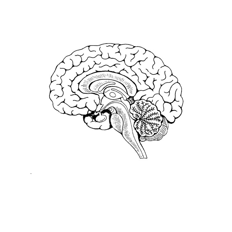How to draw a brain