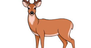 How to draw a deer