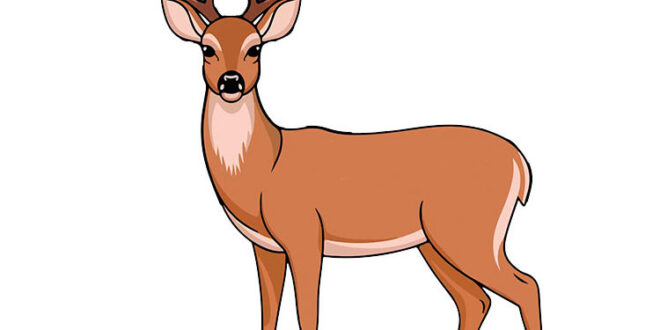 How to draw a deer