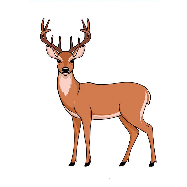 How to draw a deer