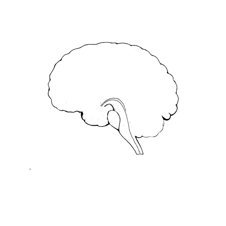 How to draw a brain