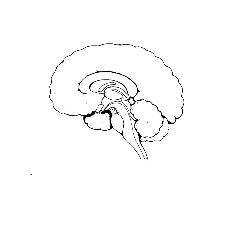 How to draw a brain