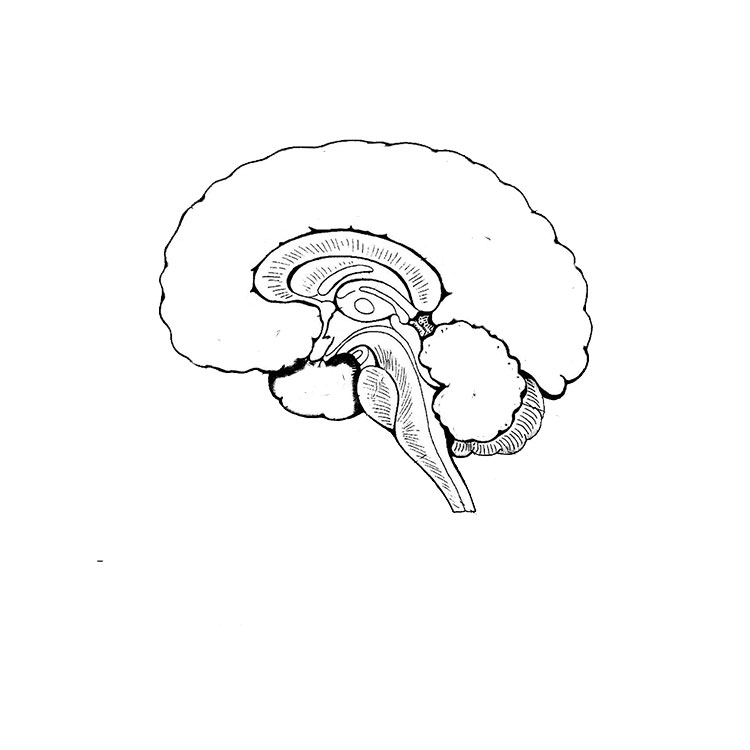 How to draw a brain