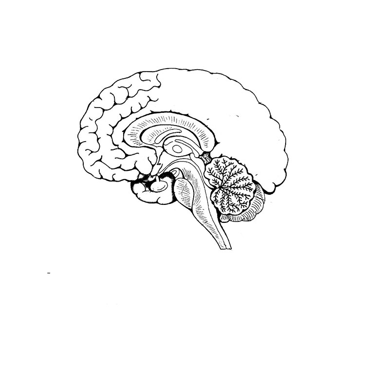 How to draw a brain