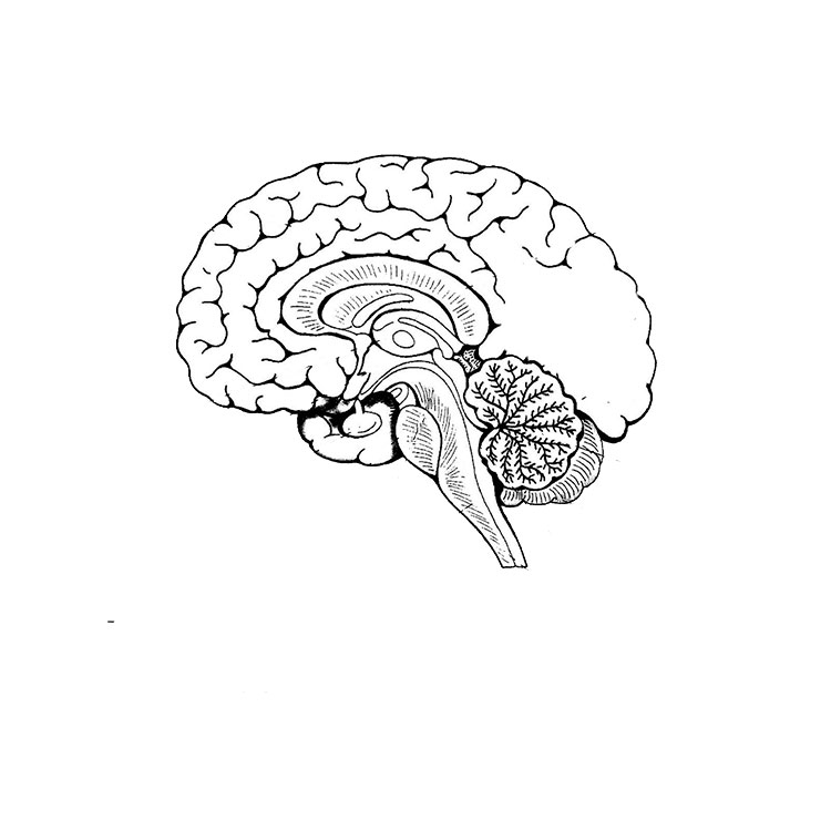 How to draw a brain