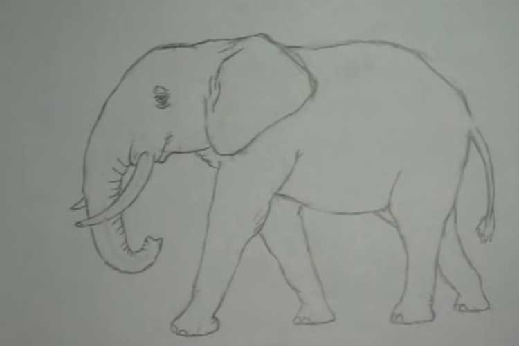 How to Draw an Elephant