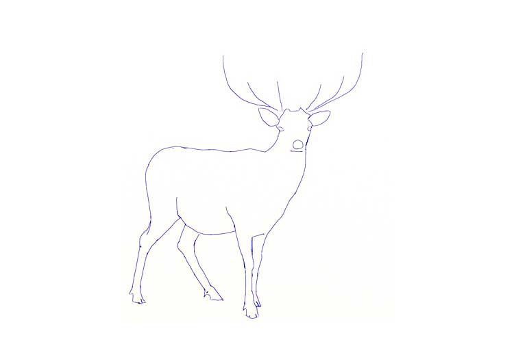 How to draw a deer