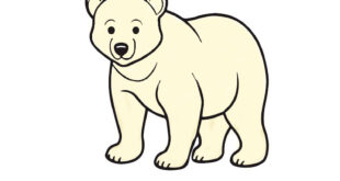 How to draw a bear