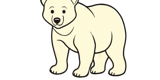 How to draw a bear