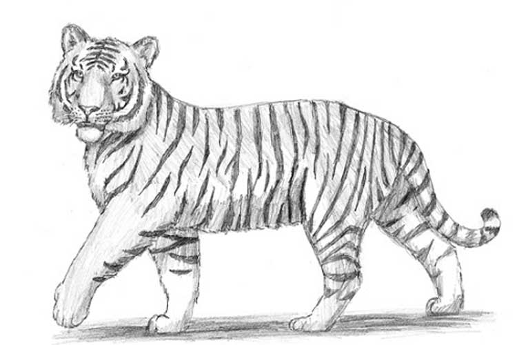 Easy Drawings To Draw Tiger