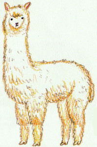 How to draw an Alpaca