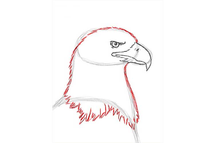 How to draw an eagle