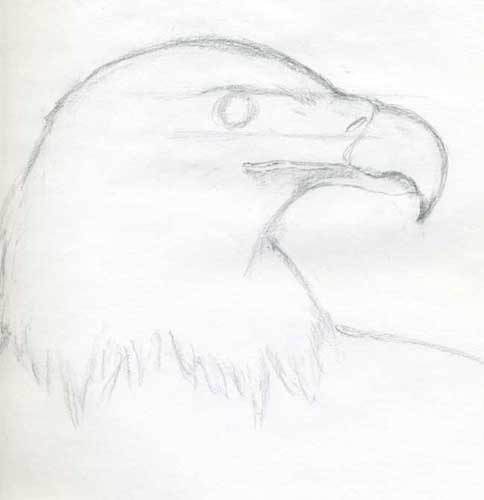 How to draw an eagle 