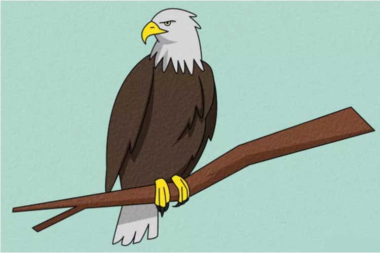 How to draw an eagle 