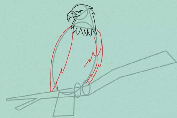 How to draw an eagle 
