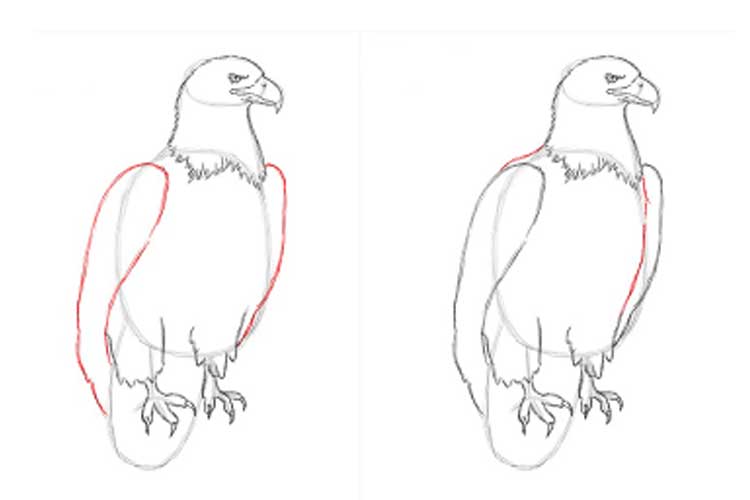 How to draw an eagle