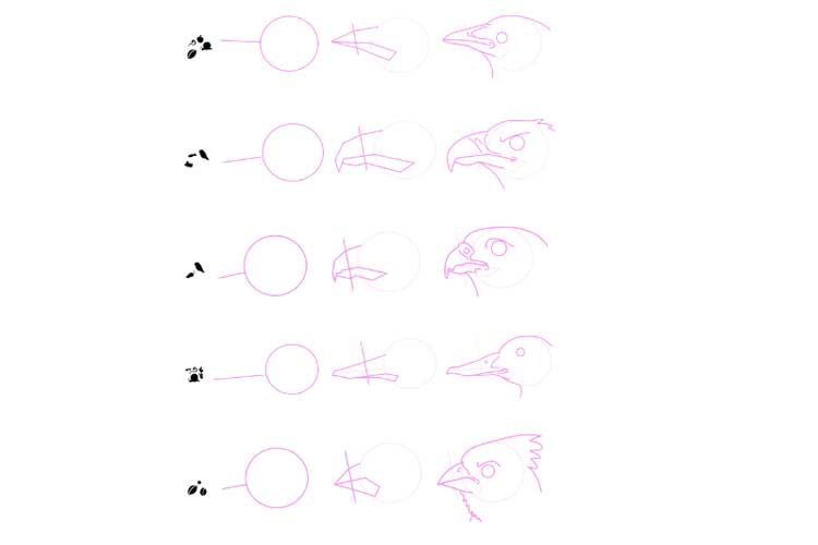 How to draw an eagle 