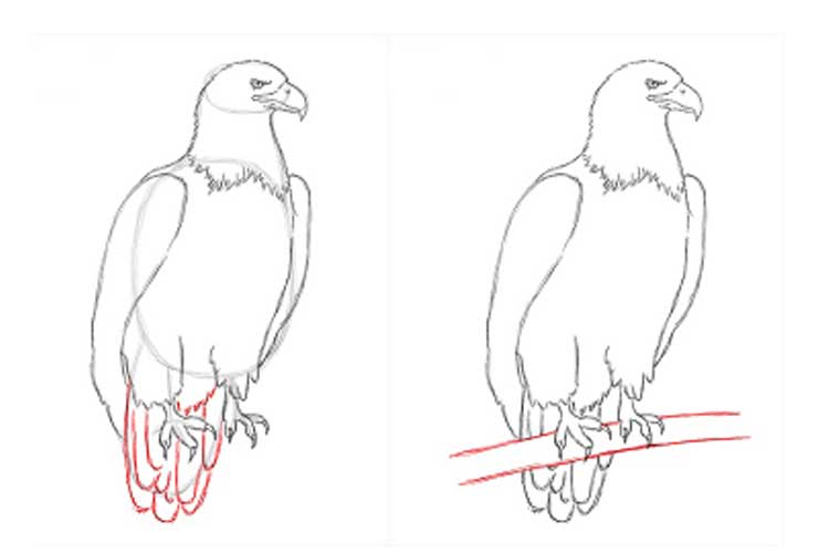 How to draw an eagle