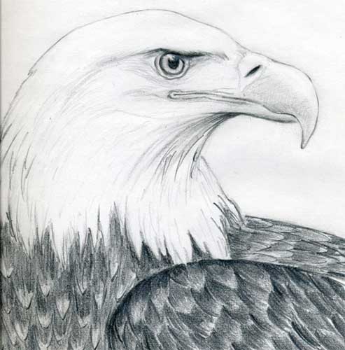 How to draw an eagle 