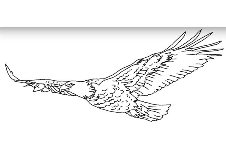 How to draw an eagle flying