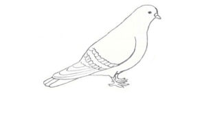 How to draw a dove