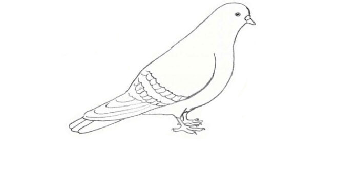 How to draw a dove