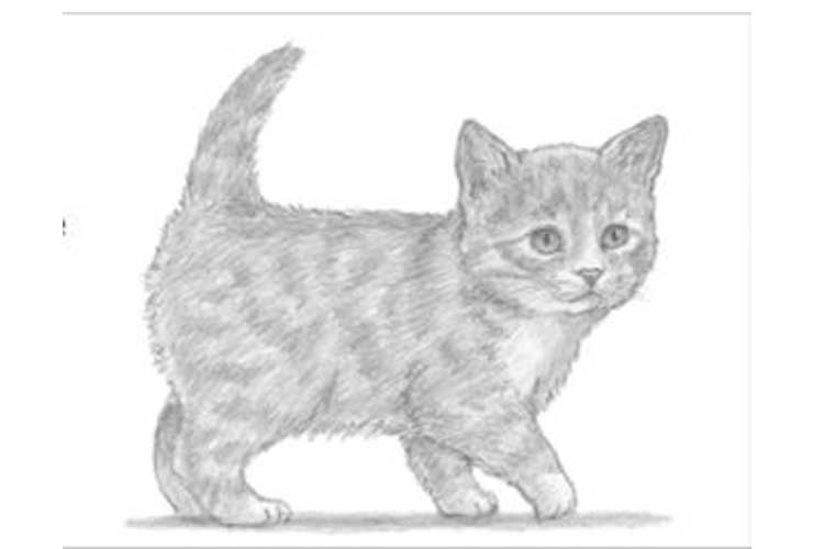 Amazing How To Draw A Cute Kitten of all time Check it out now 