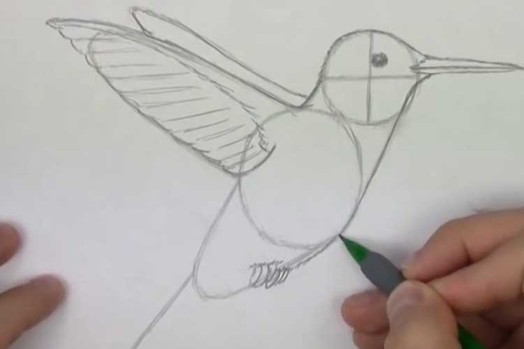 How to draw a hummingbird