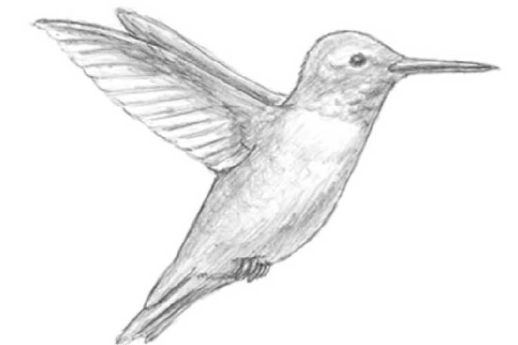 How to draw a hummingbird Bright Images, Easy Painting