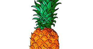 How to draw a pineapple