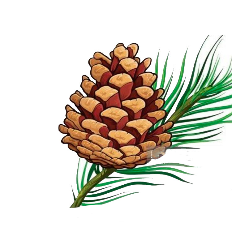 Pine cone drawing