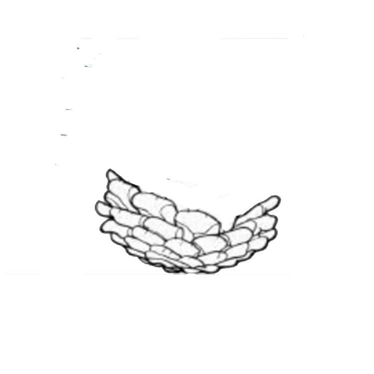 Pine cone drawing