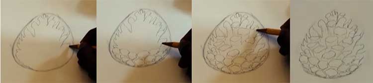 Pine cone drawing