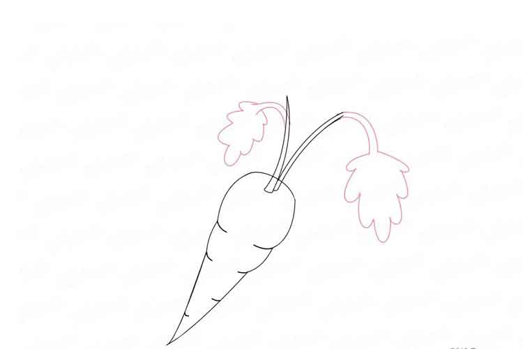 Carrot drawing 