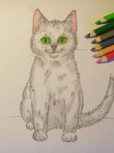 How to Draw a Cat Front View