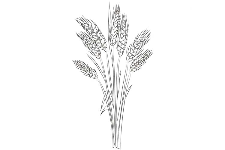 Wheat Drawing Easy