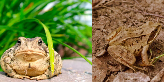 Toad Shape Toad Drawing: Cute, Easy, Simple and Step by Step