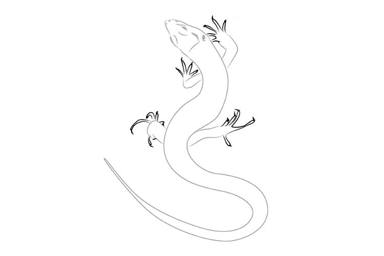 How to Draw a Lizard 