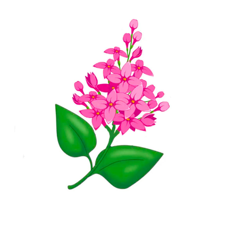 Lilac Drawing