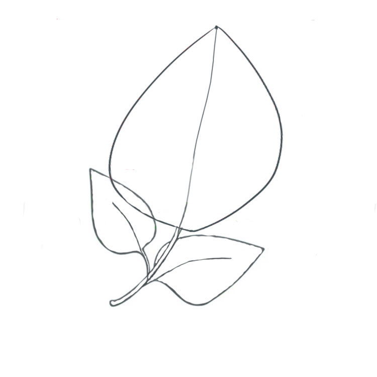 Lilac Drawing