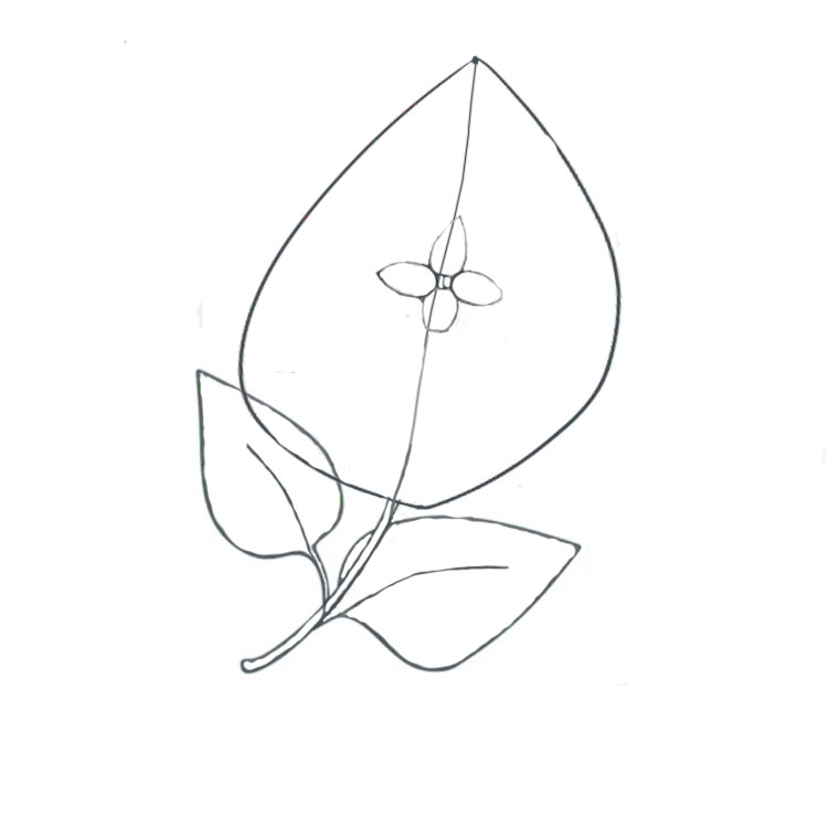 Lilac Drawing