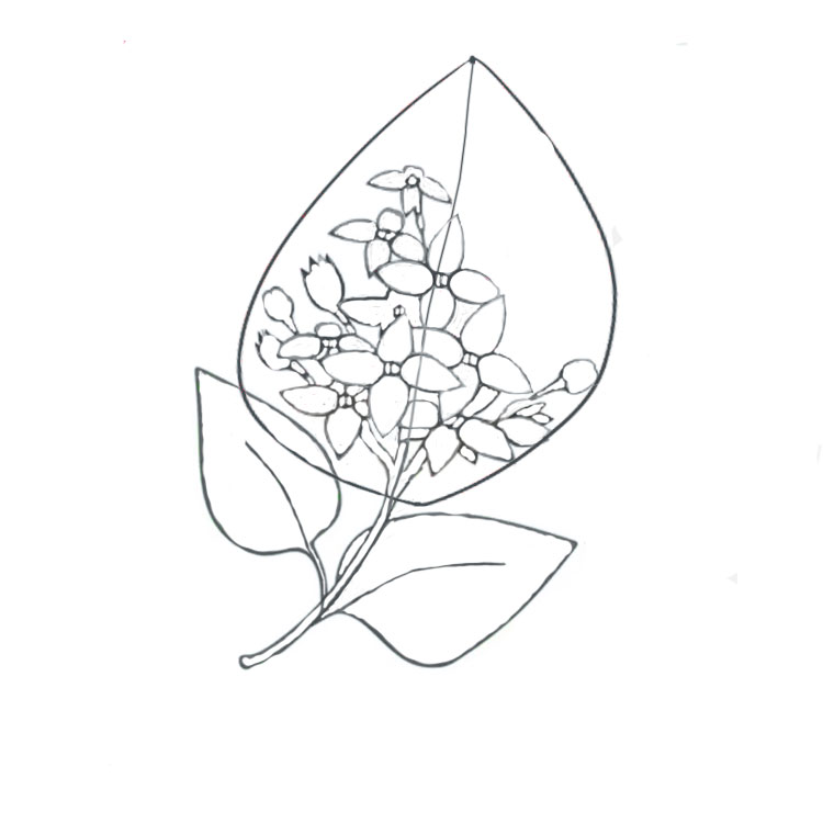 Lilac Drawing