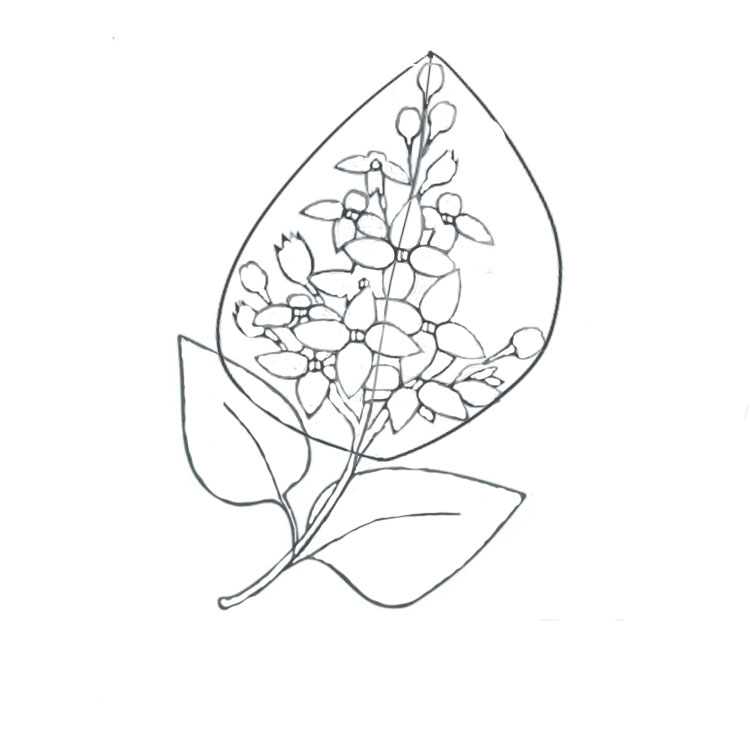 Lilac Drawing