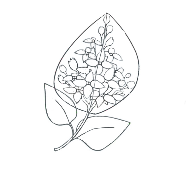 Lilac Drawing