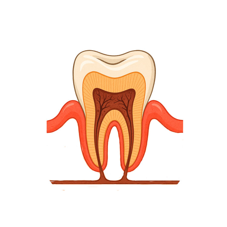 Tooth Drawing