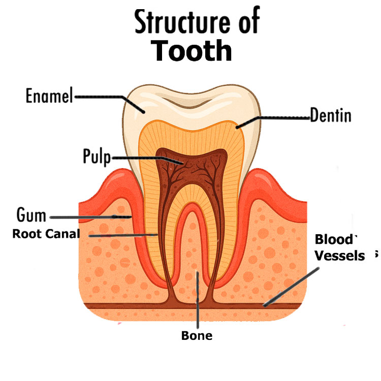Tooth Drawing