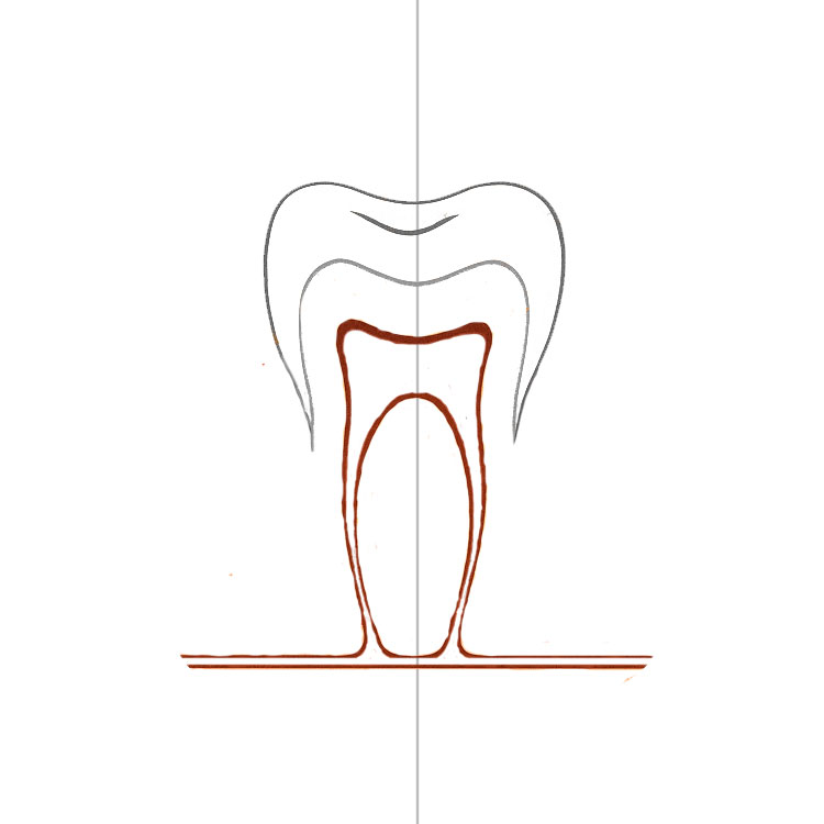Tooth Drawing
