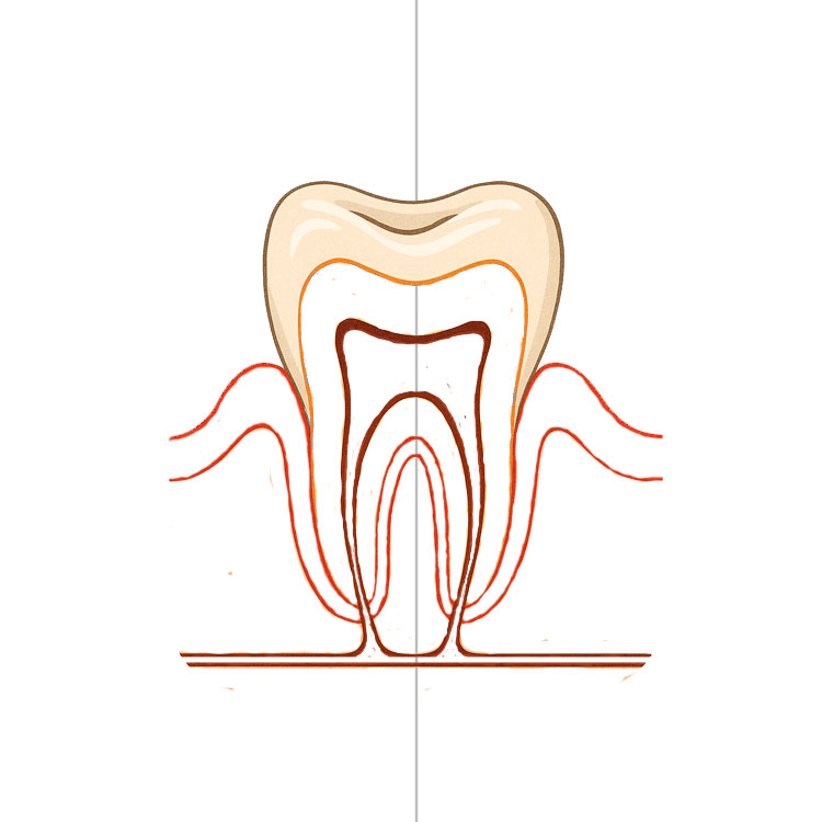 Tooth Drawing